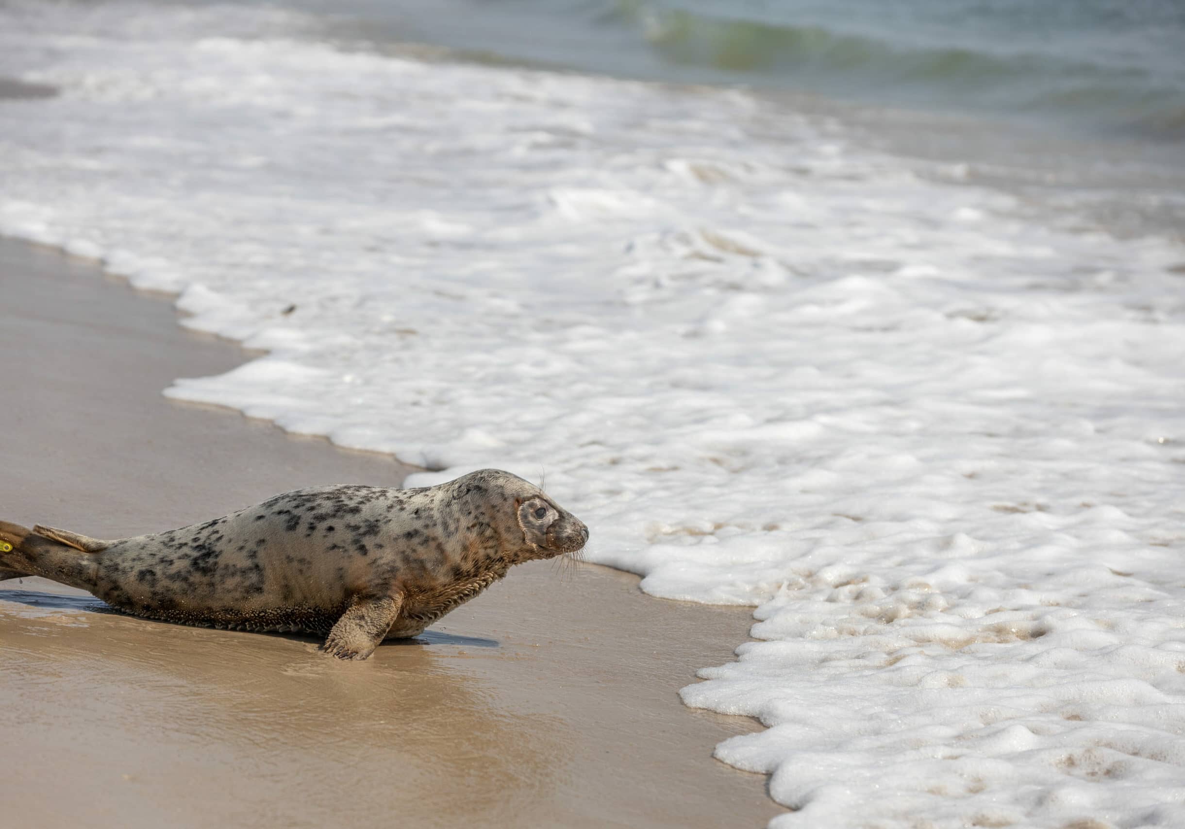 Rehabbed seal Eloise is released in Assateague State Park | April 7, 2021 Courtesy of Theresa Keil, National Aquarium.”