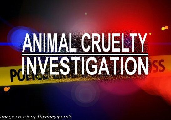 2025 Animal Cruelty Investigation