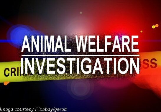 2025 Animal Welfare Investigation