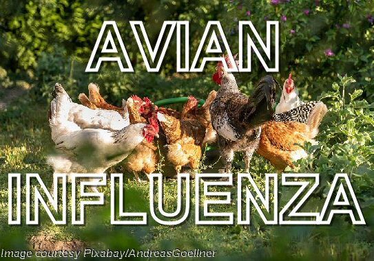 2025 Backyard Poultry flock-AvianInfluenza