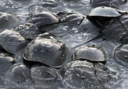 2025 BarbMoulinier-HorseshoeCrabs