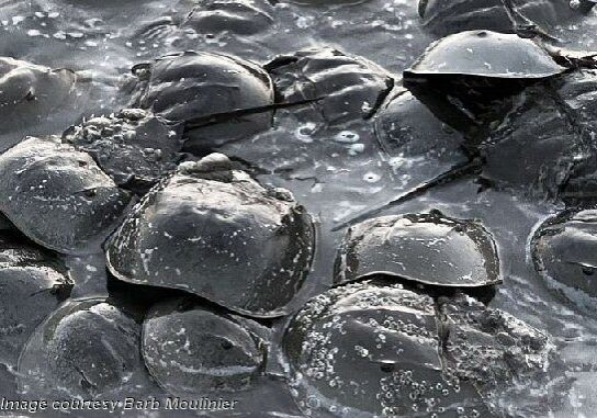 2025 BarbMoulinier-HorseshoeCrabs