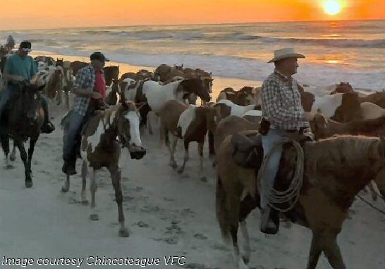 2025 Chincoteague-PonyBeachWalk-CVFCo