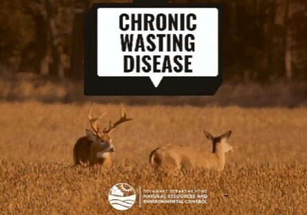 2025 Deer-ChronicWastingDisease