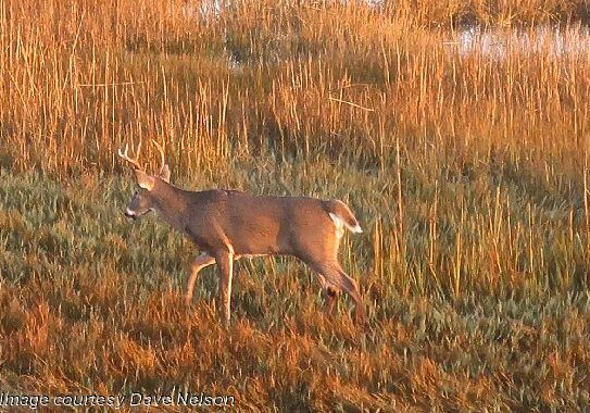 2025 Deer-Dave Nelson