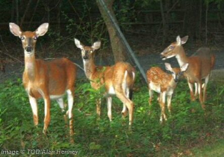 2025 Deer-Henney