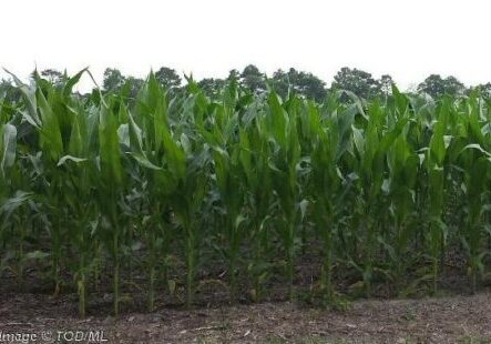 2025 ML Local Corn