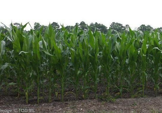 2025 ML Local Corn