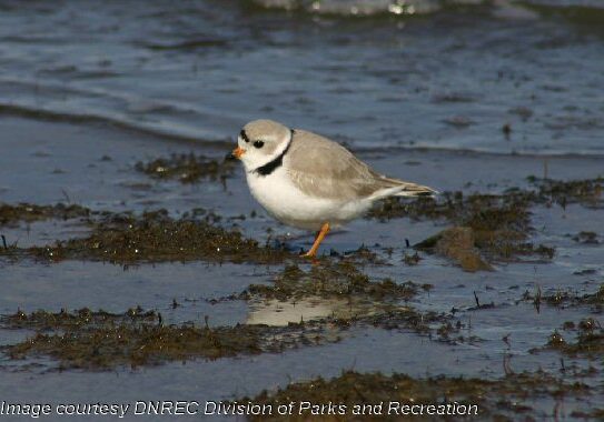 Piping Plover