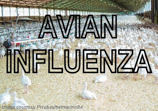 2025 Poultry flock-AvianInfluenza