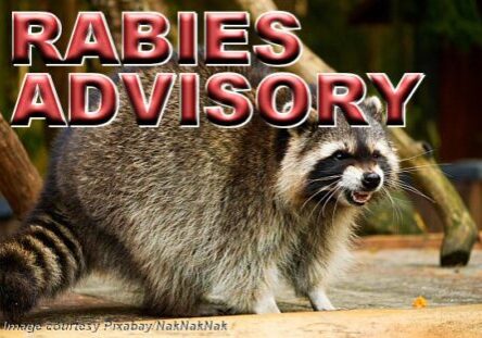2025 Rabies Advisory-Raccoon
