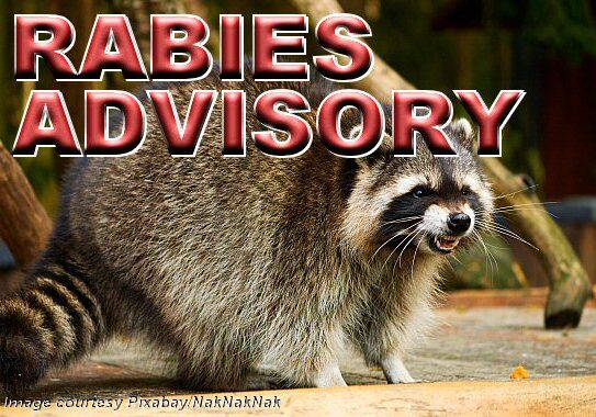 2025 Rabies Advisory-Raccoon