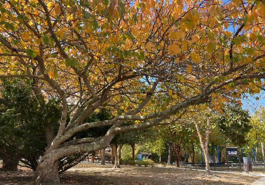 Image courtesy City of Rehoboth Beach