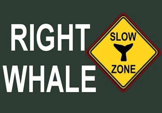 2025 RightWhaleSlowZone