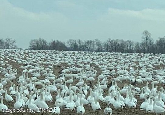 2025 SnowGeese-DNREC
