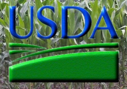 2025 USDA-MLCorn