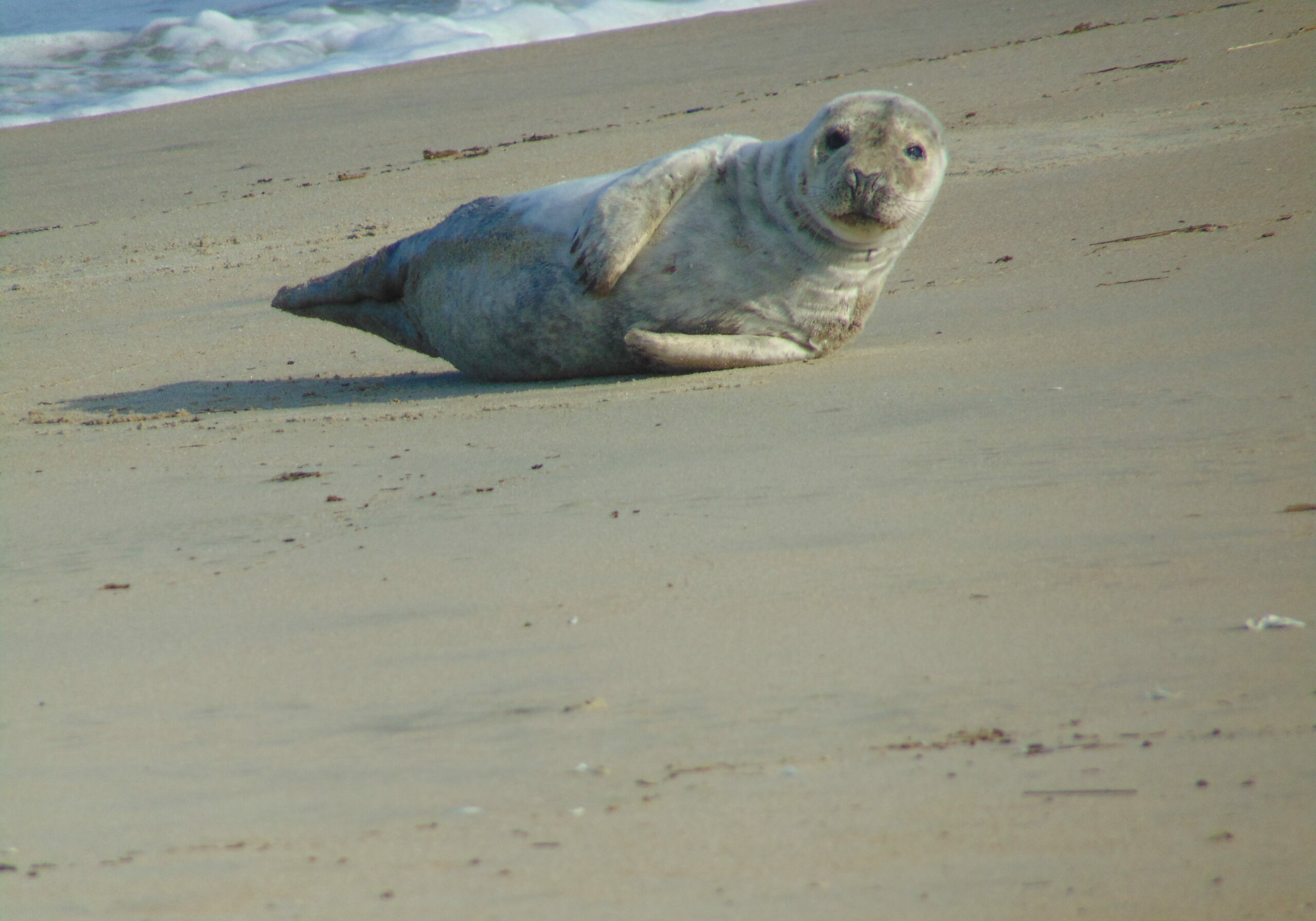 A male seal pup was rescued April 19th in the area of Gordon's Pond (photo courtesy of MERR Institute)
