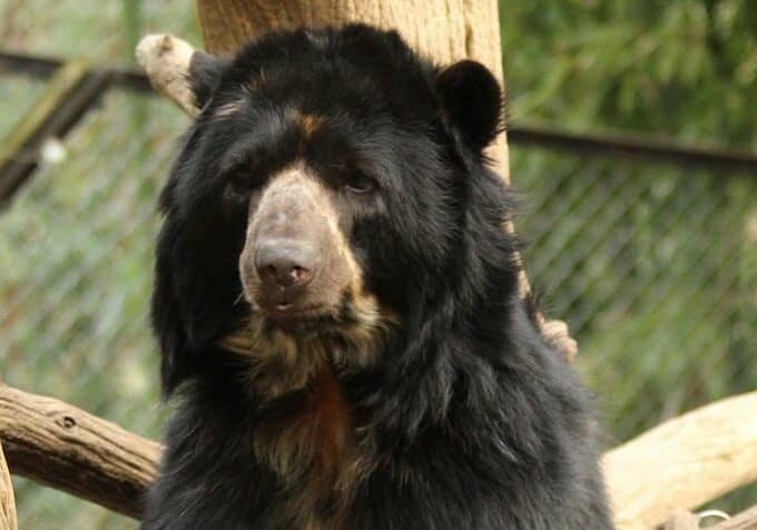 Pinocchio - Andean Bear at the Salisbury Zoo / Image courtesy Salisbury Zoo