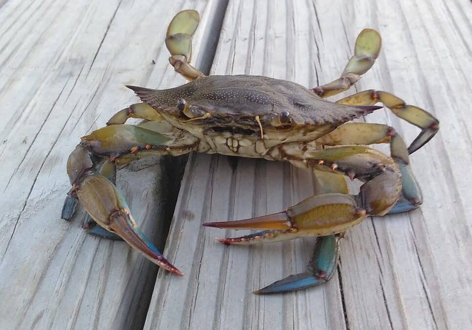 WGMD Picture of the Day