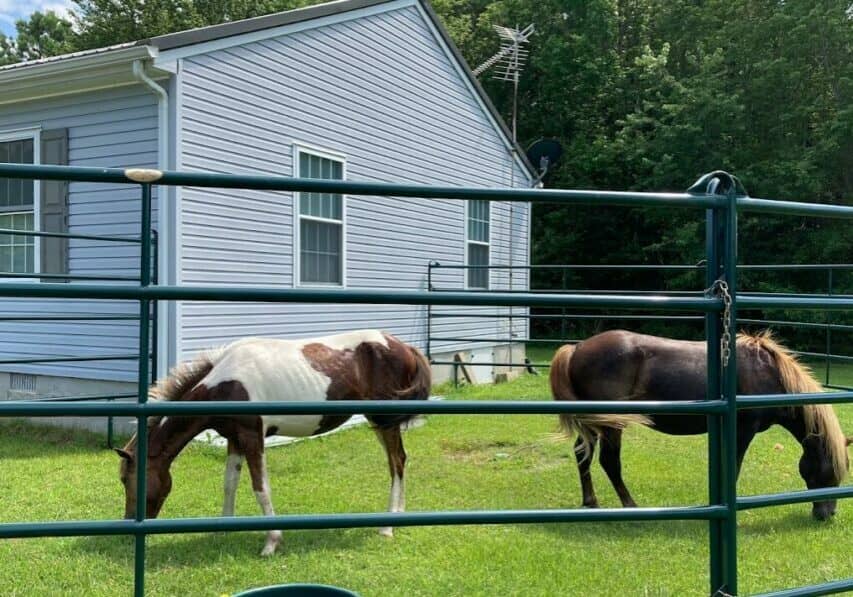 NPS Photo: Two horses grazing within a temporary corral.
