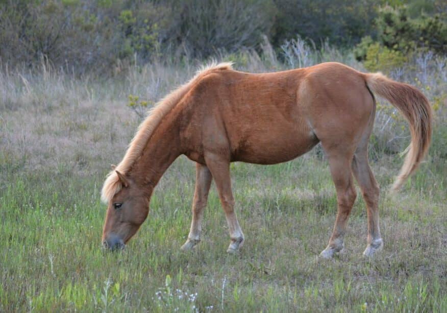 Assateague horse