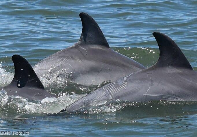 Image courtesy MERR Institute