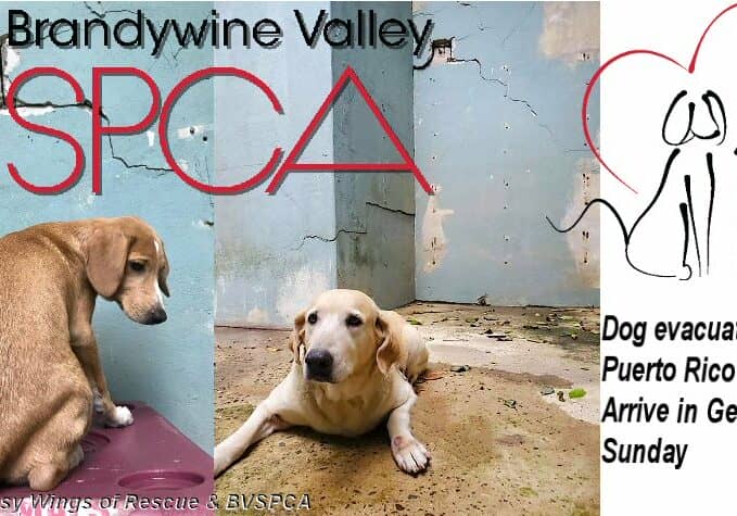 BVSPCA-PuertoRico-Rescue