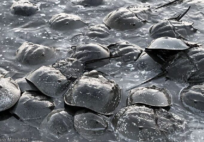 BarbMoulinier-HorseshoeCrabs