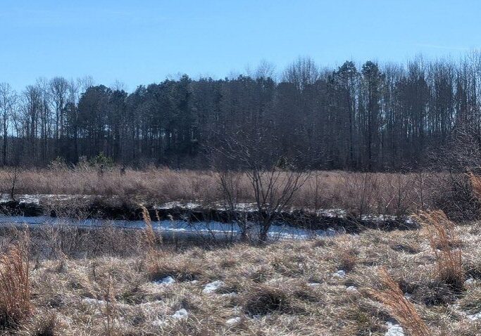 The former Bay Club in Worcester County is now open space for the public, managed by the Maryland Forest Service / Photo by Rachael Pacella 