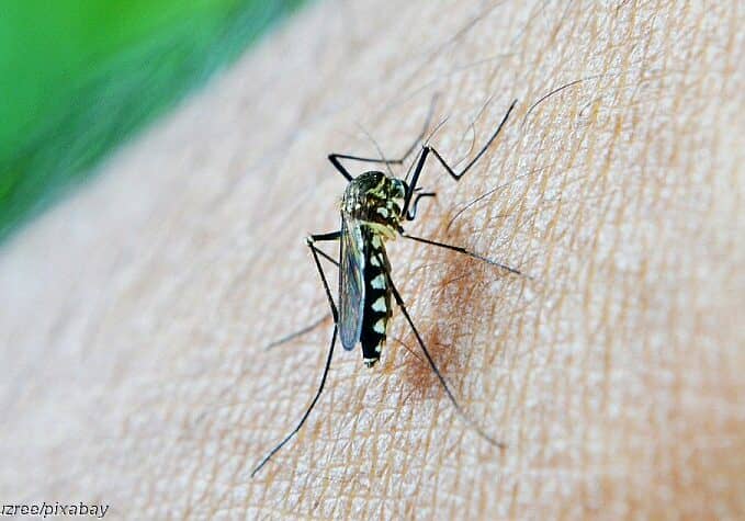 BitingMosquito-Pixabay