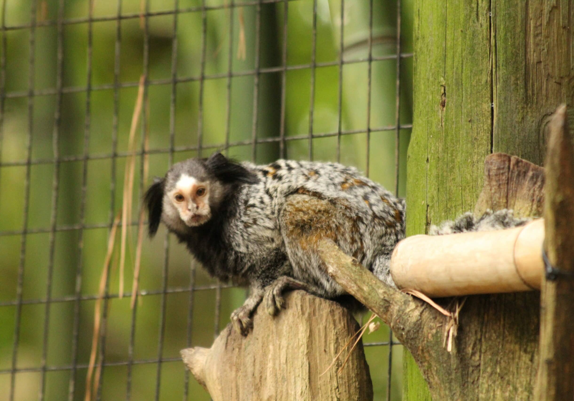Black-Tufted-Marmoset-Timmy