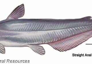BlueCatfish