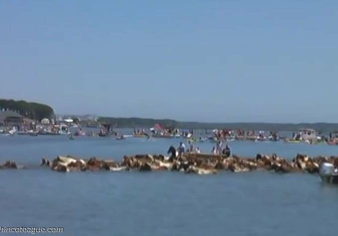 Chincoteague Pony Swim
