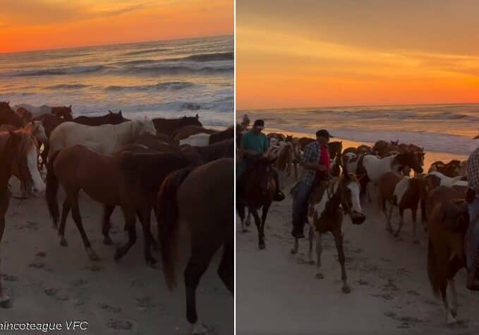 Chincoteague-PonyBeachWalk-CVFCo