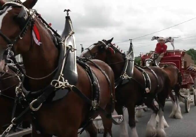 Clydesdales in Dewey Beach in 2016 / Image © WGMD/Walt Palmer