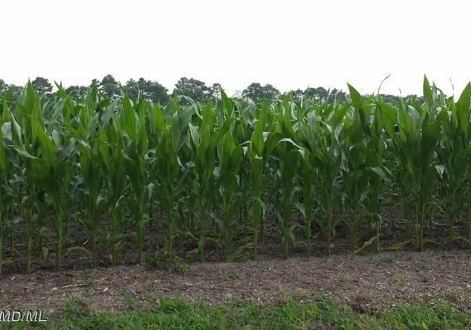 CornCrop-near