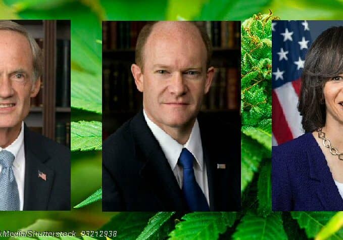 Medical Marijuana Plant - Photo - © Copyright EpicStockMedia/Shutterstock