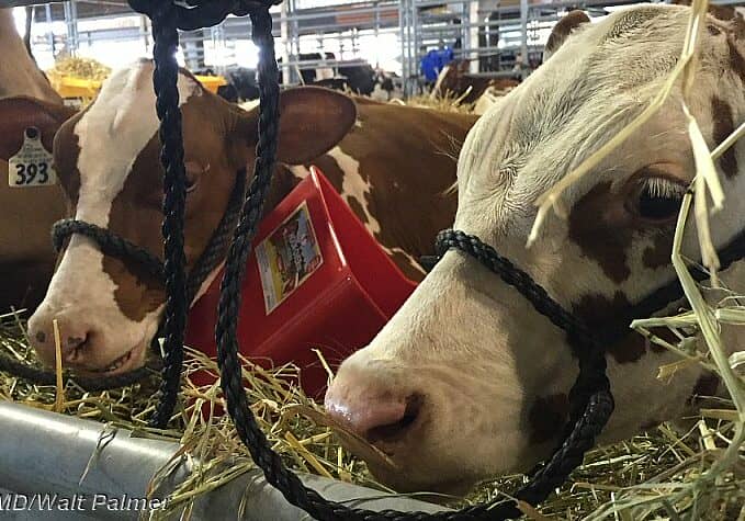 Image © WGMD/Walt Palmer