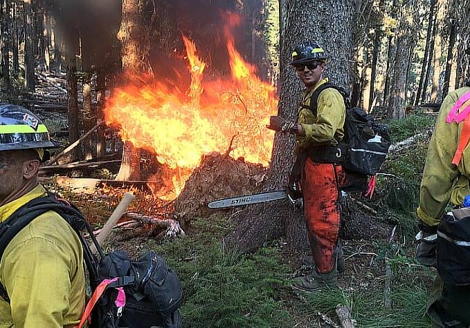 Image courtesy DE State Forestry