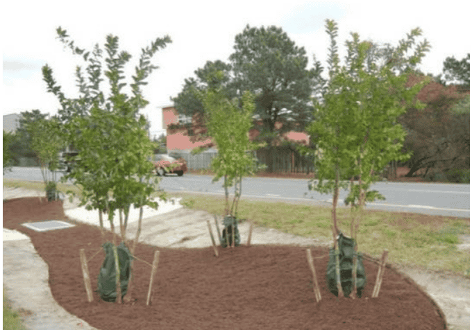 DE forestry tree project