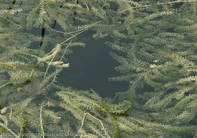 DNREC / Photo by David J. Moorhead-University of Georgia