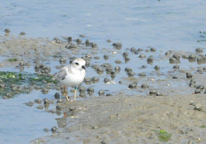 Piping Plover Fledgling at the Point Shoreline / Image courtesy DNREC