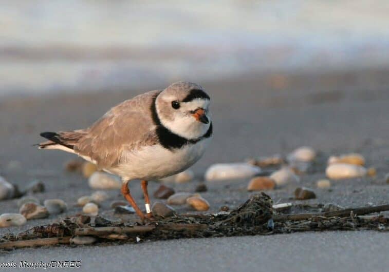 DNREC-PipingPloverOnFowlerBeach