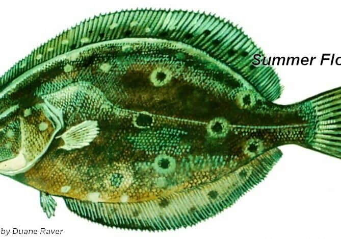 DNREC-SummerFlounder