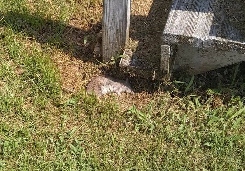 photo submitted by Sussex County Councilman Mark Schaeffer