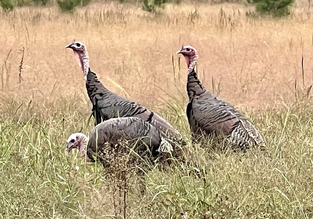 Dave Nelson - Ocean View - Wild turkeys in Ocean View