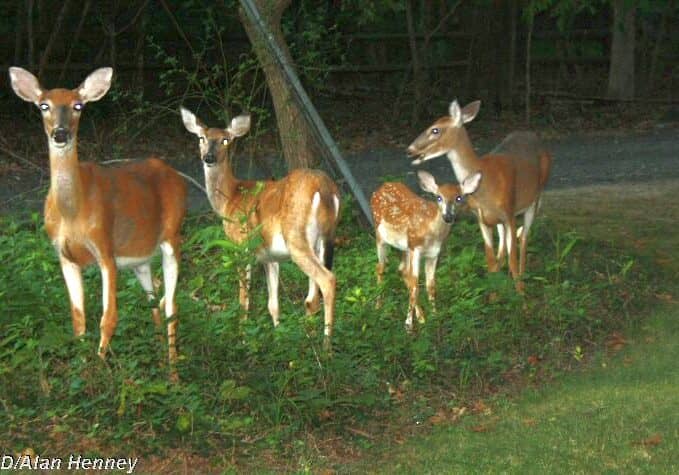 Image courtesy Alan Henney