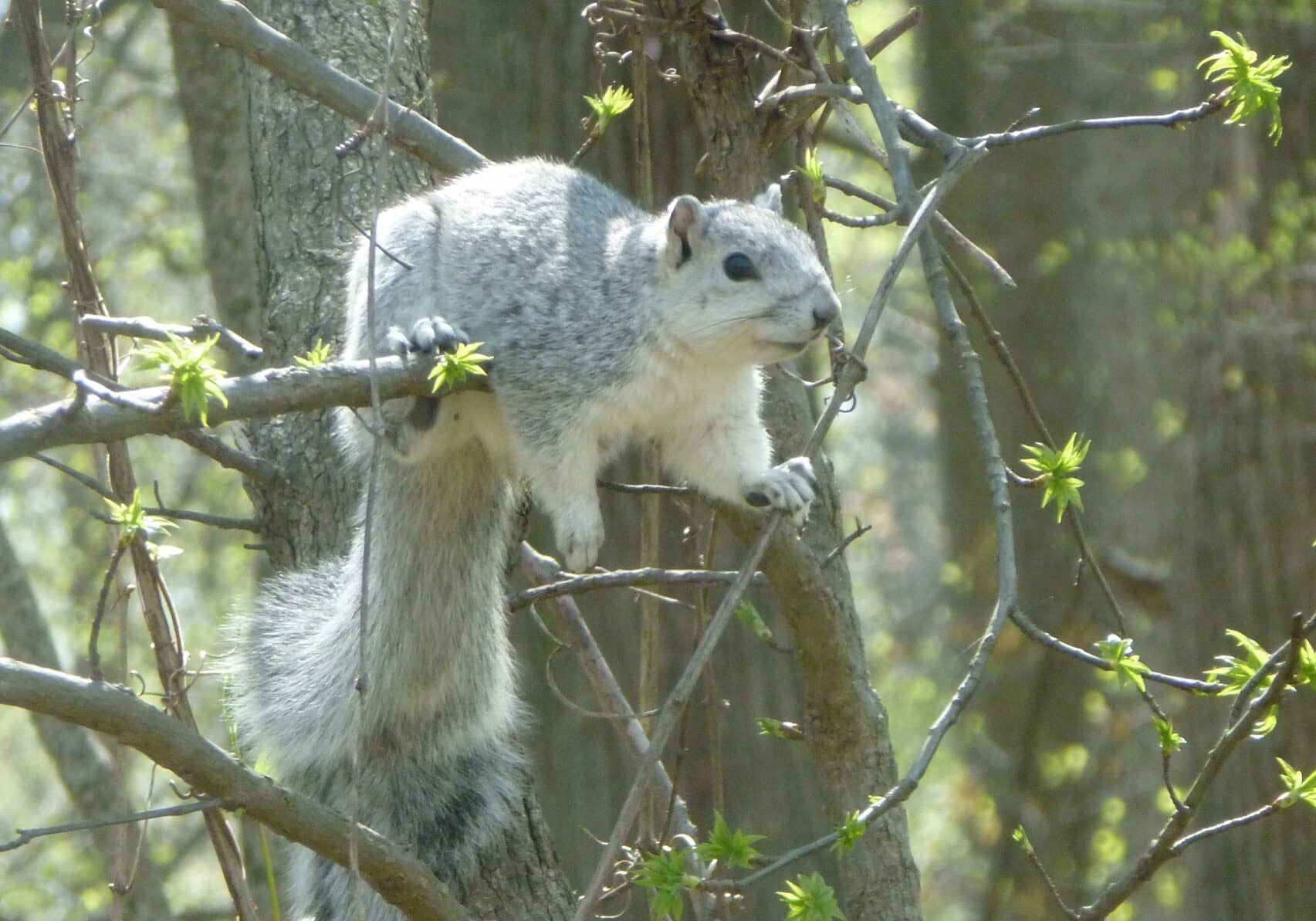 A Delmarva Fox Squirrel (image courtesy of DNREC)