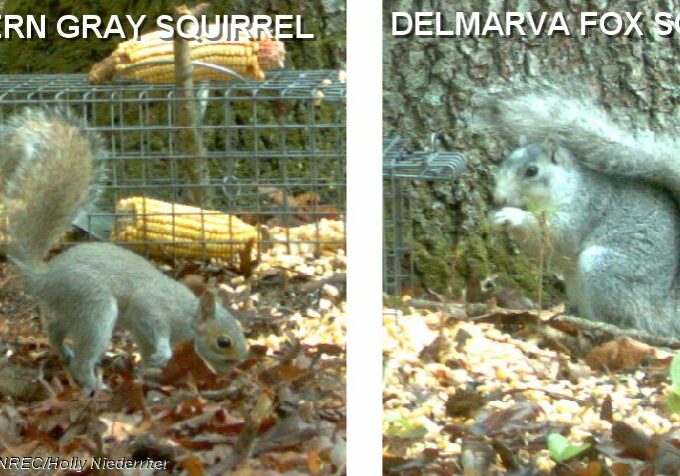 DelmarvaFoxSquirrel-EasternGraySquirrel-cover