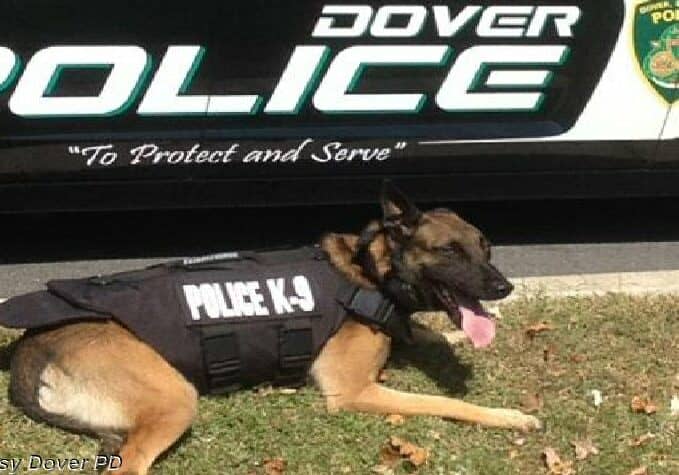DoverPD-K9 Gerome